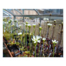 Suche nach venus blume poster Pflanze