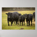 Suche nach schwarze kuh poster Rind