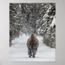 Recherche de bison américain posters Neige