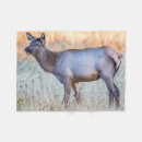 Suche nach kälber decken Tierwelt