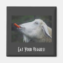 Suche nach essen magnete Veggies