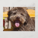 Suche nach die jagdhunde postkarten Braun