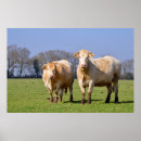 Suche nach bovine poster Rinder