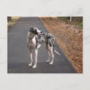 Recherche de marley cartes postales Chien