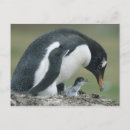 Suche nach gentoo pinguin postkarten Tier
