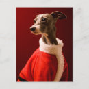 Suche nach weihnachts windhund postkarten Reinrassiger hund