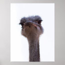 Suche nach weißer vogel poster Portrait