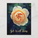 Suche nach peachy poster Rose