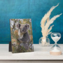 Suche nach koala andere fotoplatten Wunderbar
