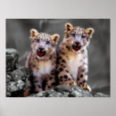 Suche nach dschungelkatze poster Leoparden
