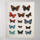 Recherche de papillon vintage posters Antique