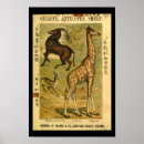 Suche nach gazelle Giraffe