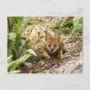Recherche de serval cartes postales Animal
