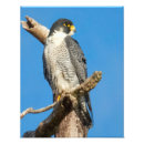 Recherche de pérégrination posters Faune