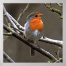Recherche de oiseau jardin posters Robin