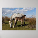 Recherche de cheval de camargue posters Équestre