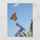 Recherche de buisson papillon cartes postales Nature