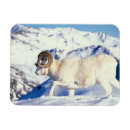 Recherche de râpe magnets Mouton