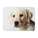 Suche nach labrador welpe magnete Portrait