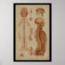 Suche nach rückenmark poster Anatomie