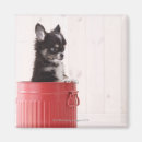 Suche nach kleine hunde magnete Studioaufnahme