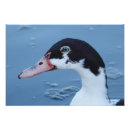 Suche nach schwarze ente poster Weiß