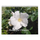 Recherche de fleurs calendriers Plante