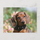 Suche nach glatte dackel poster Welpe