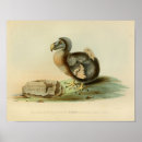 Suche nach dodo vogel poster Ausgestorben