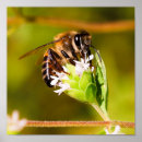 Suche nach makro poster Fotografie