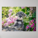 Suche nach schnauzer poster Dog