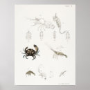 Recherche de mollusque posters Océan