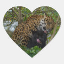 Suche nach jaguar aufkleber Panthera onca