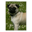 Suche nach carlin postkarten Blumen