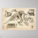 Recherche de squelettes animaux posters Fossile
