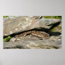 Suche nach rattlesnake poster Natur