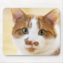 Suche nach orange und weiße katze mousepads Haustiere