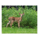 Suche nach huf poster Tiere