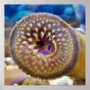 Suche nach aal poster Meeresleben