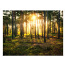 Suche nach panorama poster Baum
