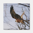 Suche nach kite magnete Vogelvogel