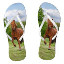 Recherche de amant de poney Animal
