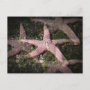 Suche nach starfish postkarten Tiere
