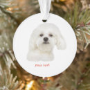 Recherche de bichon frise ornamente Chiot