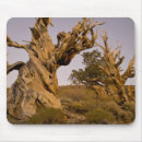 Suche nach bristlecone kiefer Kalifornien