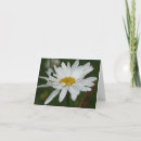 Recherche de marguerite photographie Fleur sauvage