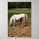 Recherche de poulain jument posters Cheval