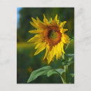 Suche nach bienen foto postkarten Sommer