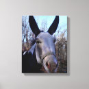 Suche nach esel poster leinwandbilder Maultier