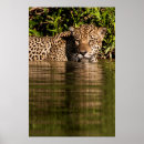 Recherche de panthera posters Jeune